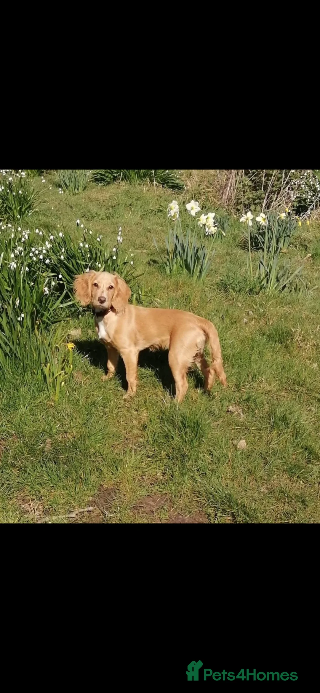 Cockapoo dogs for sale: Miniature cockerpoo puppies in Southampton - Advert 2