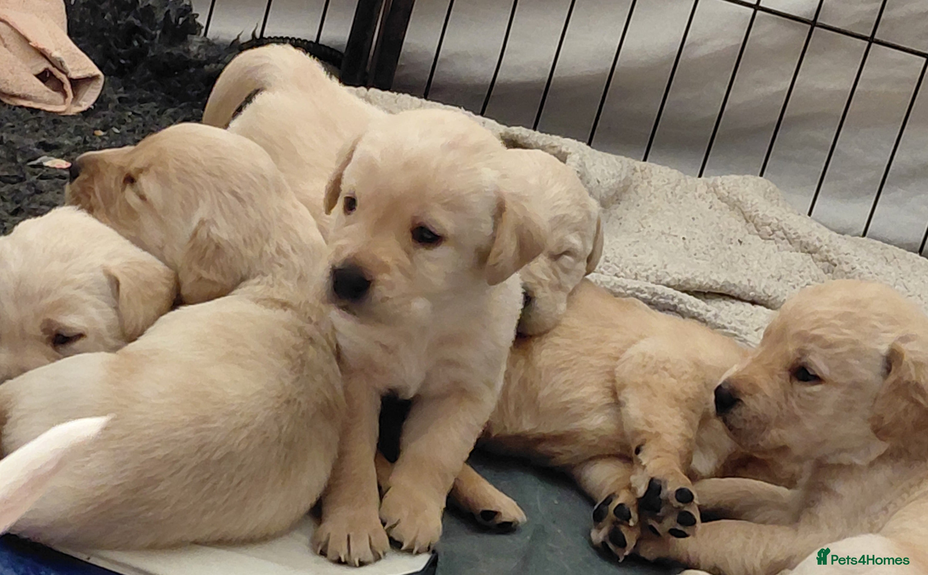 Labrador Retriever dogs Pure bred labrador puppies - Advert 15