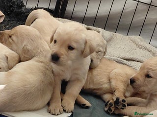 Labrador Retriever dogs Pure bred labrador puppies - Advert 15