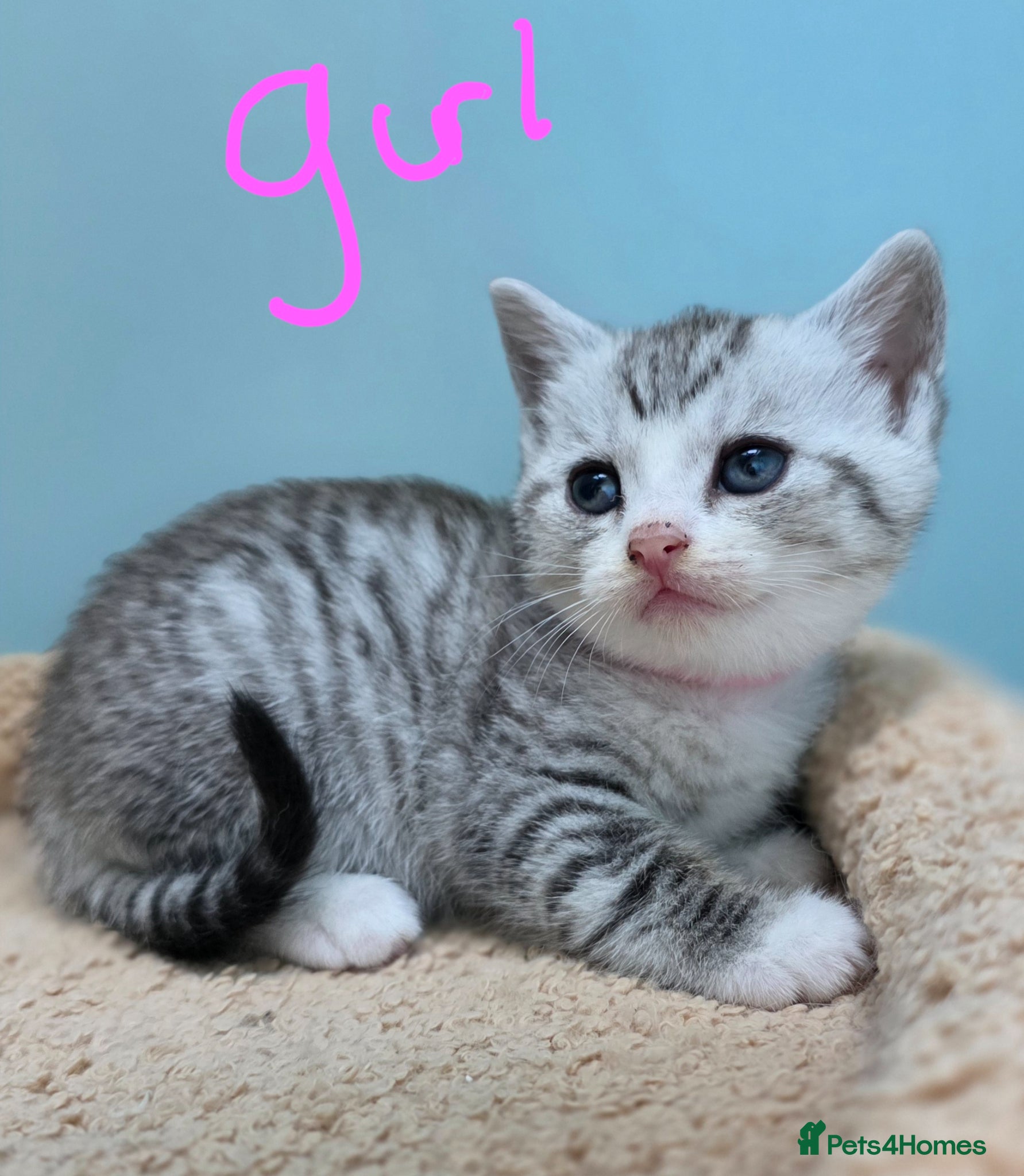 British Shorthair cats Gorgeous British Shorthair Cross kittens - Advert 1