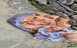 Hungarian Vizsla dogs for sale: Stunning litter KC registered Hungarian Puppy's  - Image 22