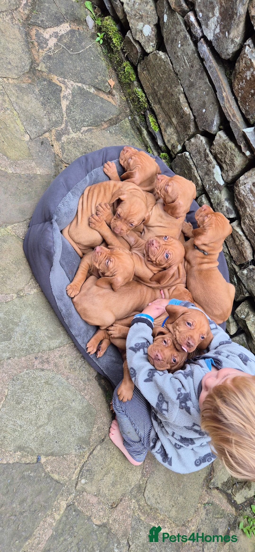 Hungarian Vizsla dogs for sale: Stunning litter KC registered Hungarian Puppy's  - Image 22