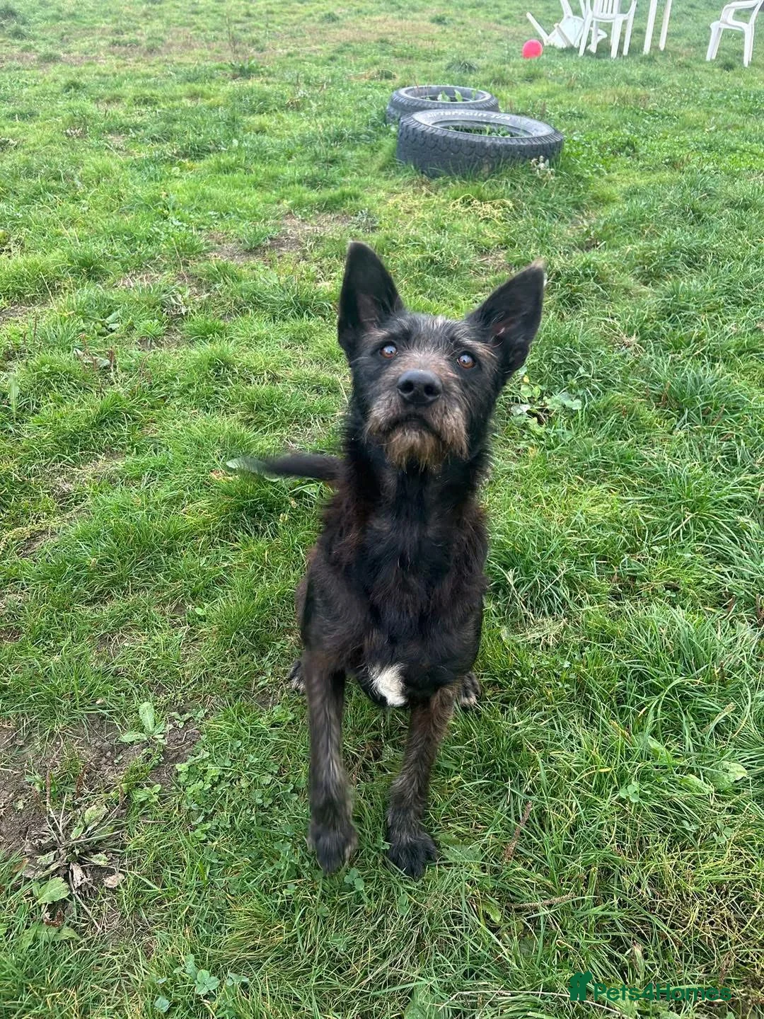 Mixed Breed dogs for adoption: Pascal is looking for a foster to adopt home  in Worcester - Advert 3