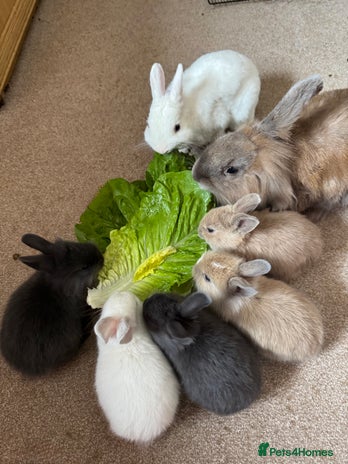 Mixed Breed rabbits - Advert 3