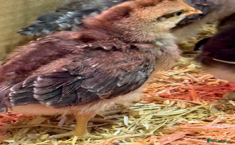 Chickens poultry - Advert 1