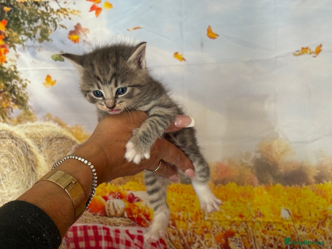 Mixed Breed cats for sale: Ragdoll x Bengal Exquisite Unique kittens - Image 12