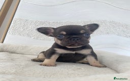 French Bulldog dogs for sale: Beautiful litter off French bulldog puppies  - Image 10