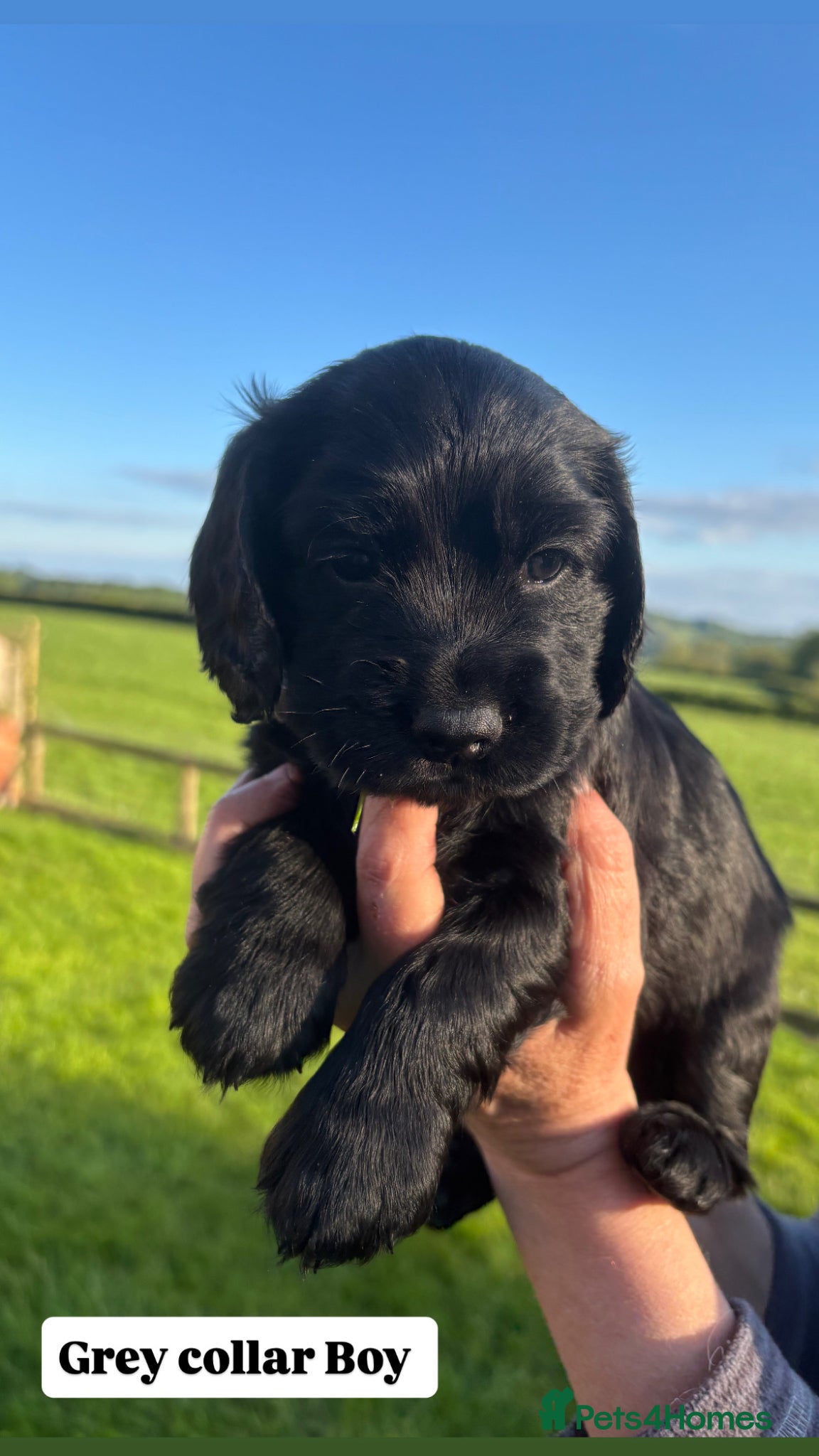 Cocker Spaniel dogs Cocker spaniel  - Advert 15
