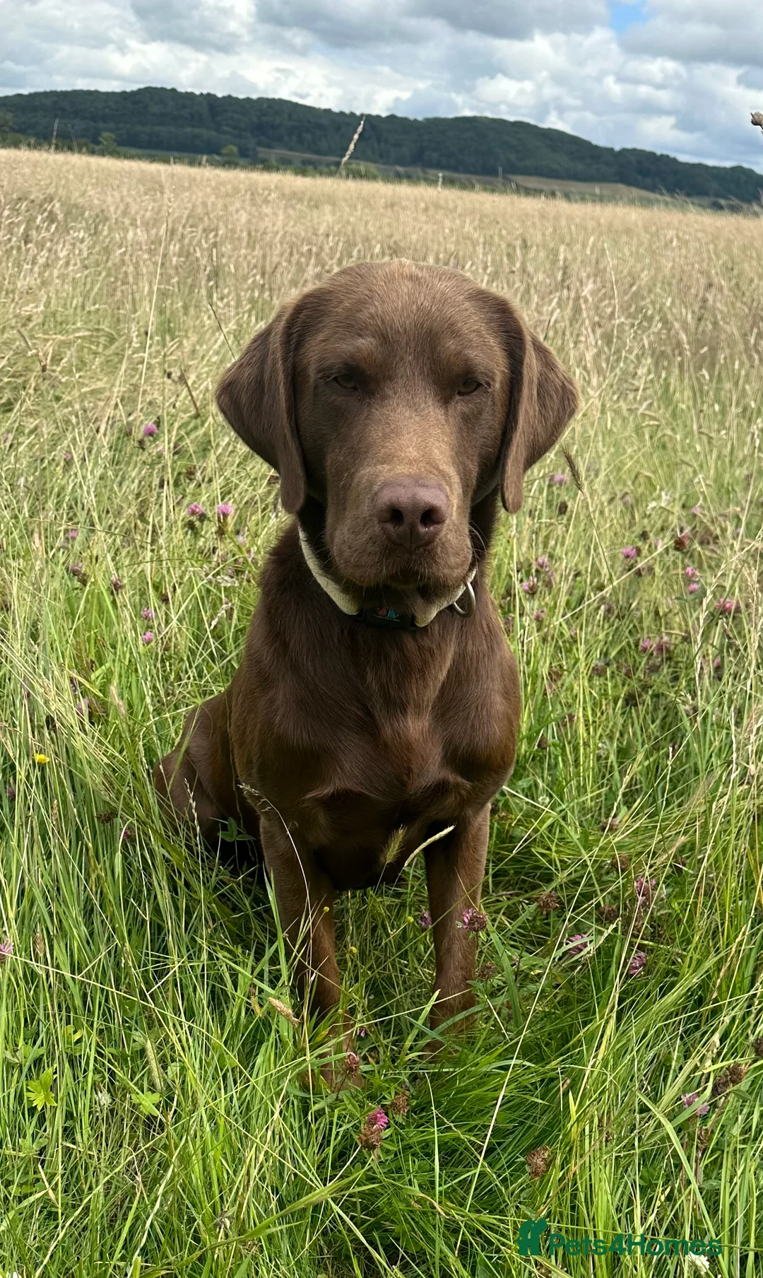 Labrador Retriever dogs for stud: Handsome fully health tested Chocolate labrador in Tewkesbury - Advert 4