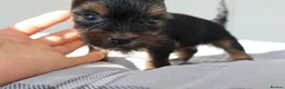 Yorkshire Terrier dogs for sale: Adorable Yorkshire Terrier Puppies 5 11.11.2026 - Advert 5