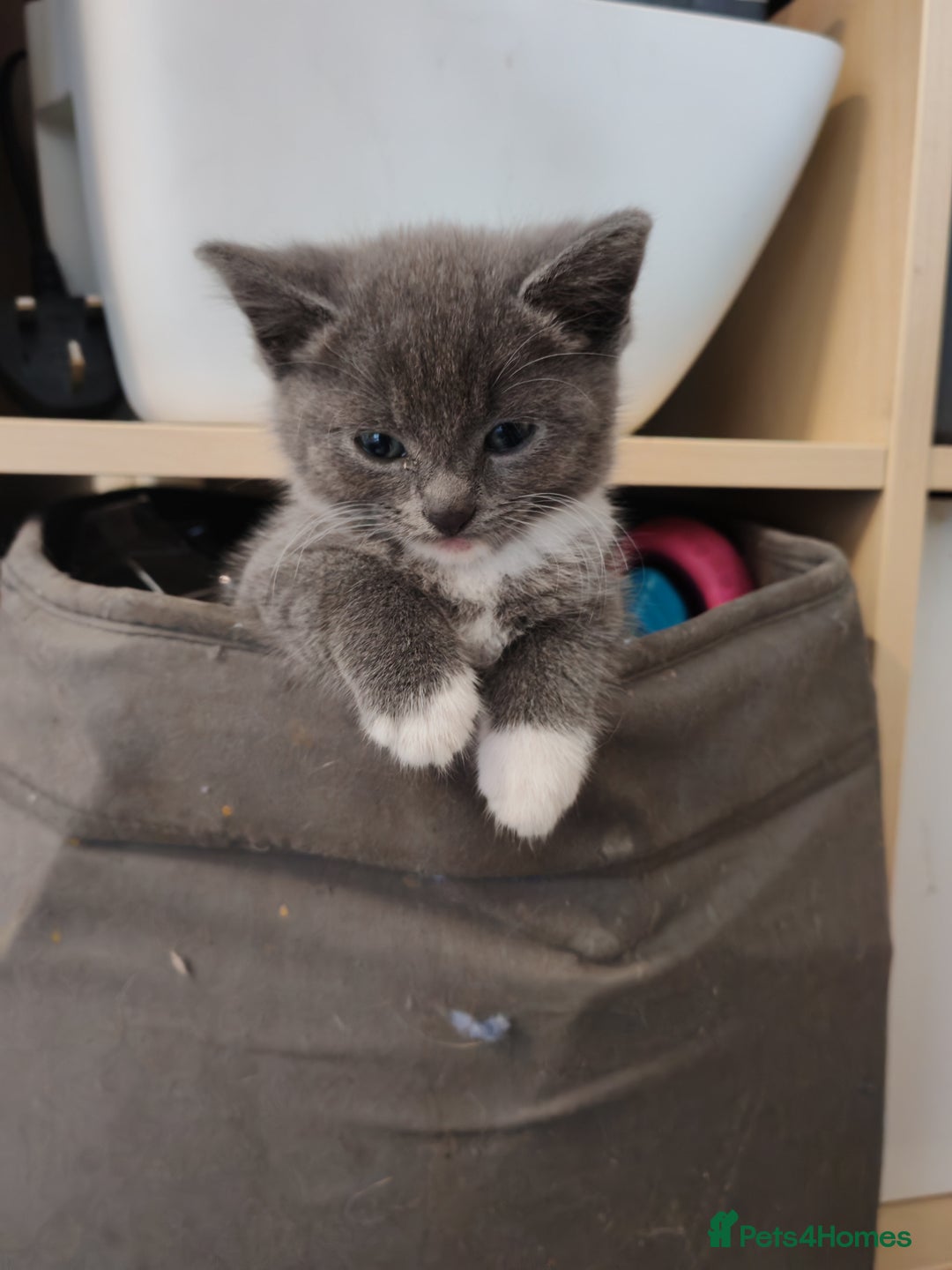 British Shorthair cats for sale: British shorthair kittens  - Image 3