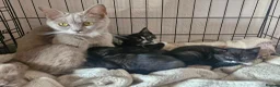 British Shorthair cats for sale: 3 beautiful kittens all black and white in colour - Advert 12