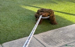 Cockapoo dogs for sale: Male Cockapoo puppy 16 weeks old - Advert 2