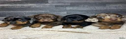Miniature Dachshund dogs for sale: Smooth haired Dachshund puppies. - Advert 9