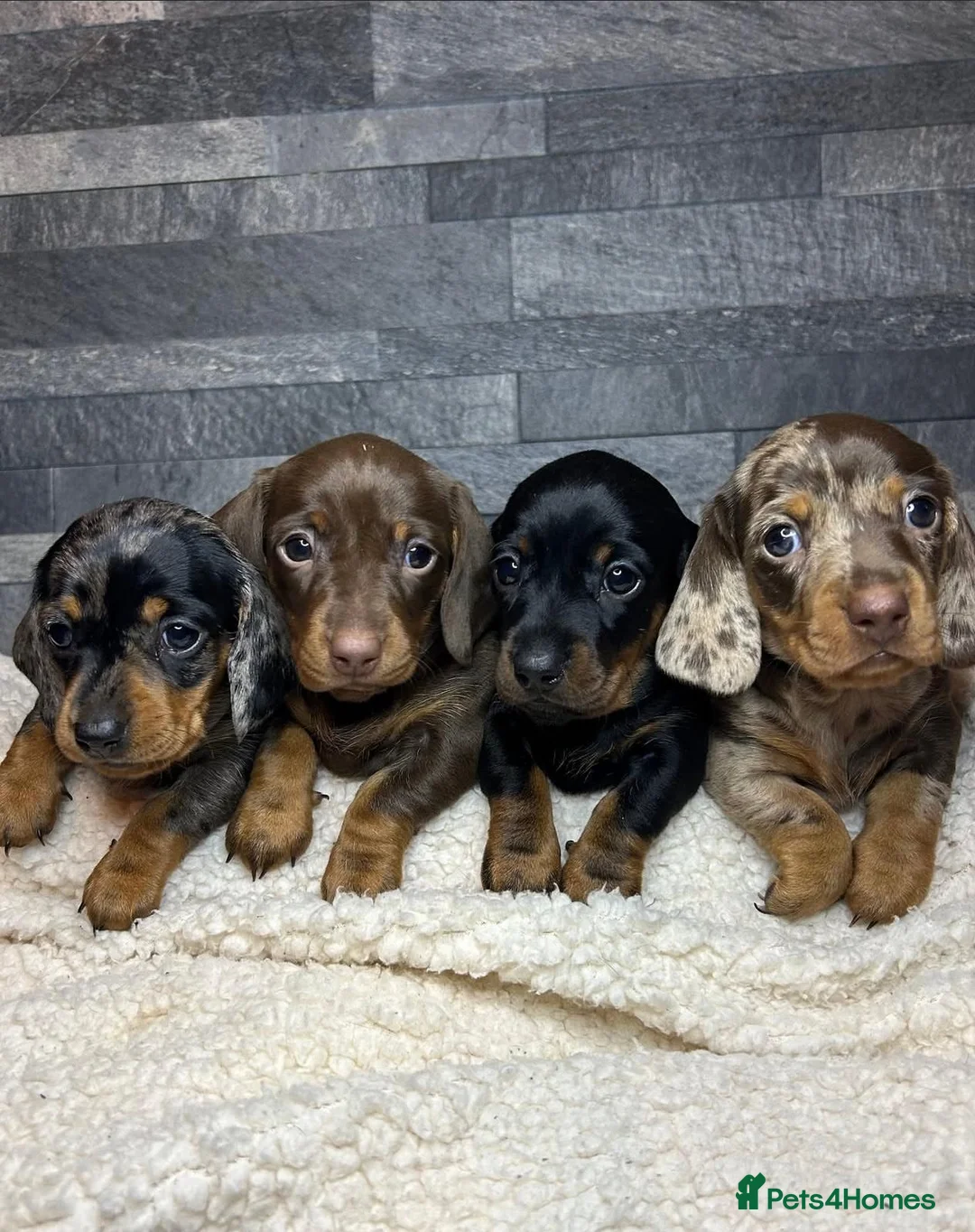 Miniature Dachshund dogs for sale: Smooth haired Dachshund puppies. - Advert 9