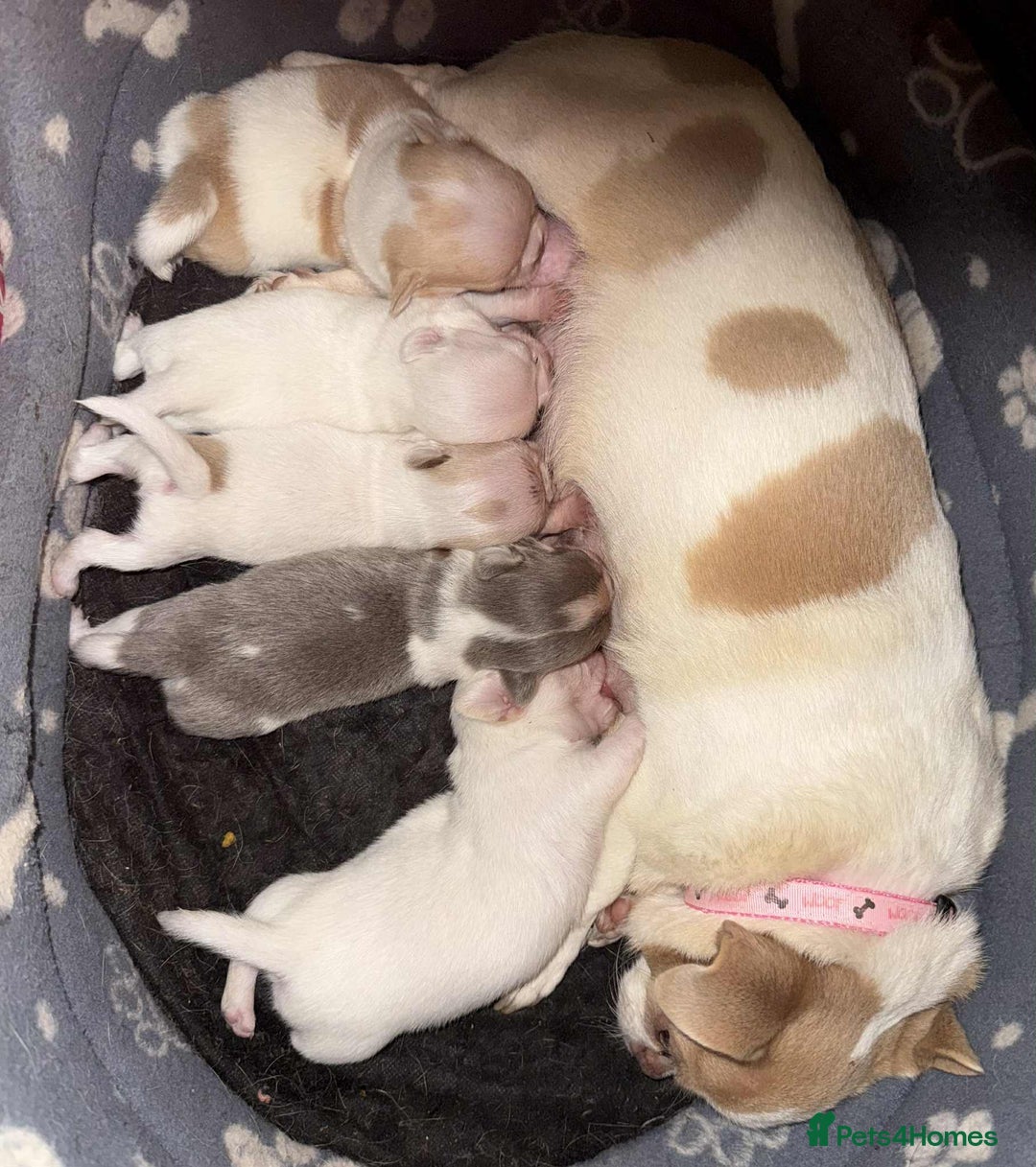 Chihuahua dogs for sale: Kc registered chihuahua pups  - Image 15