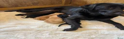 Labrador Retriever dogs for sale: D.N.A. Tested Labrador Puppies - Advert 12