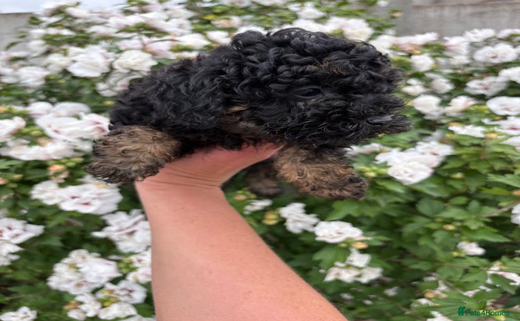 Toy Poodle dogs - Advert 2