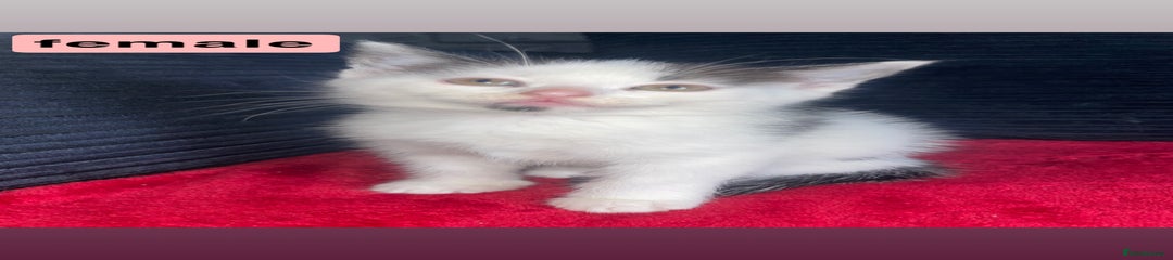 Domestic Shorthair Kitten 3