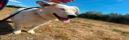 Mixed Breed dogs for adoption: Mica - Norwich Norfolk  in Norwich - Advert 9