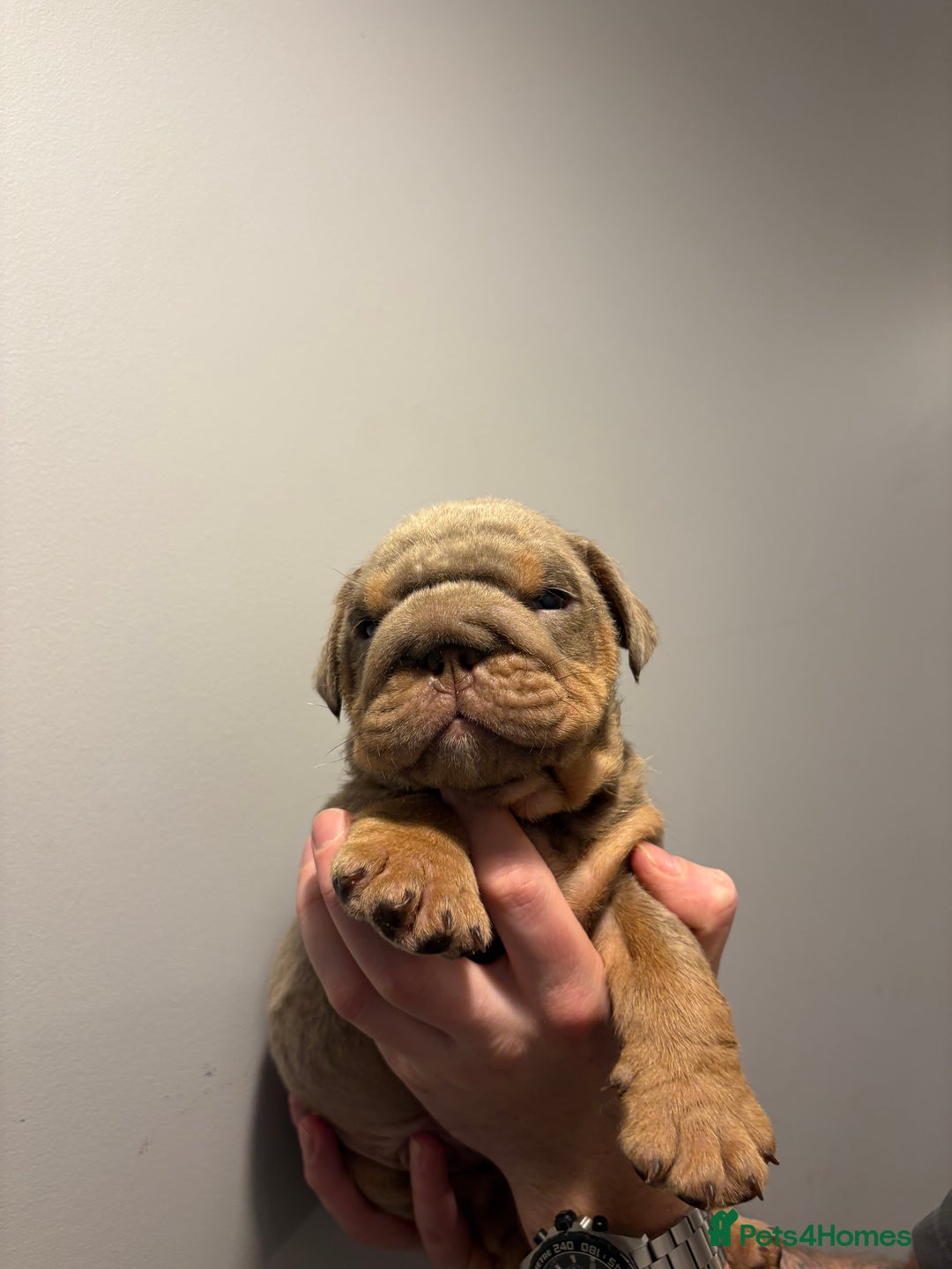 English Bulldog dogs for sale: English Bulldog puppies - Posherbulls bloodlines - Advert 6