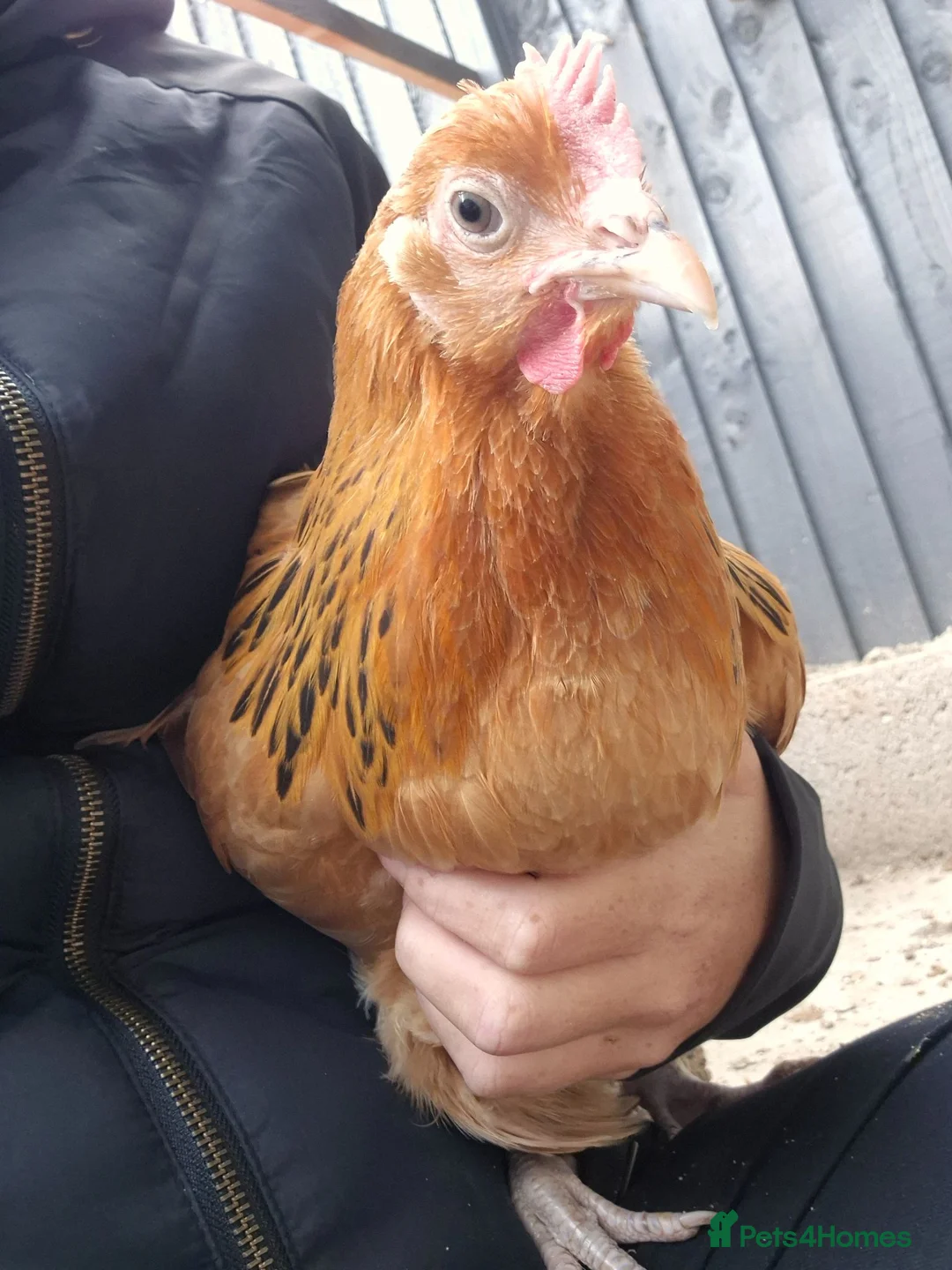 Chickens poultry for sale: 7 chickens - Advert 2