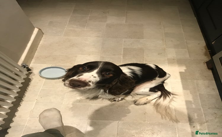 English Springer Spaniel dogs - Advert 3