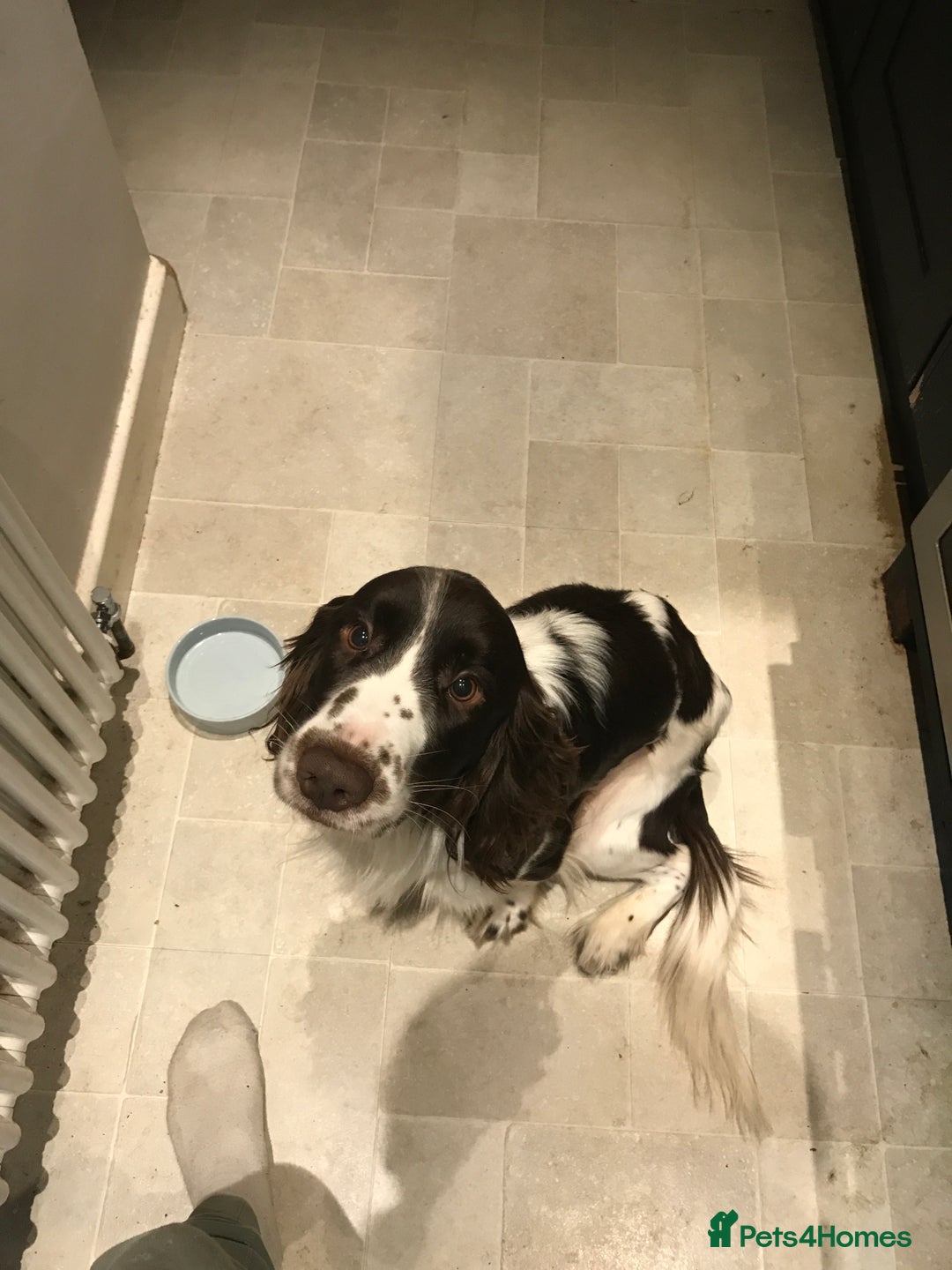 English Springer Spaniel dogs for sale: 1 Year and half year old Spaniel - Image 1