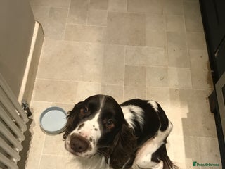 English Springer Spaniel dogs - Advert 22