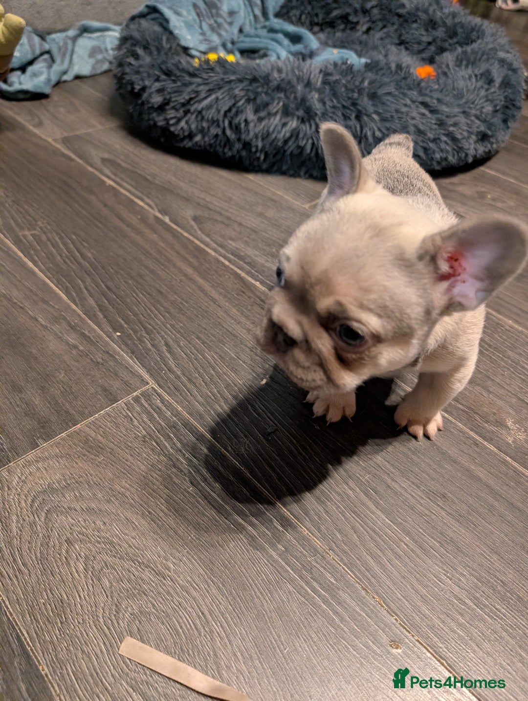 French Bulldog dogs for sale: Beautiful fawn male French Bulldog Puupy - Advert 5