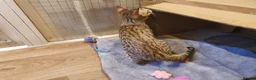 Savannah cats for sale: F3 Svannahs Girl Pedigree - Advert 18