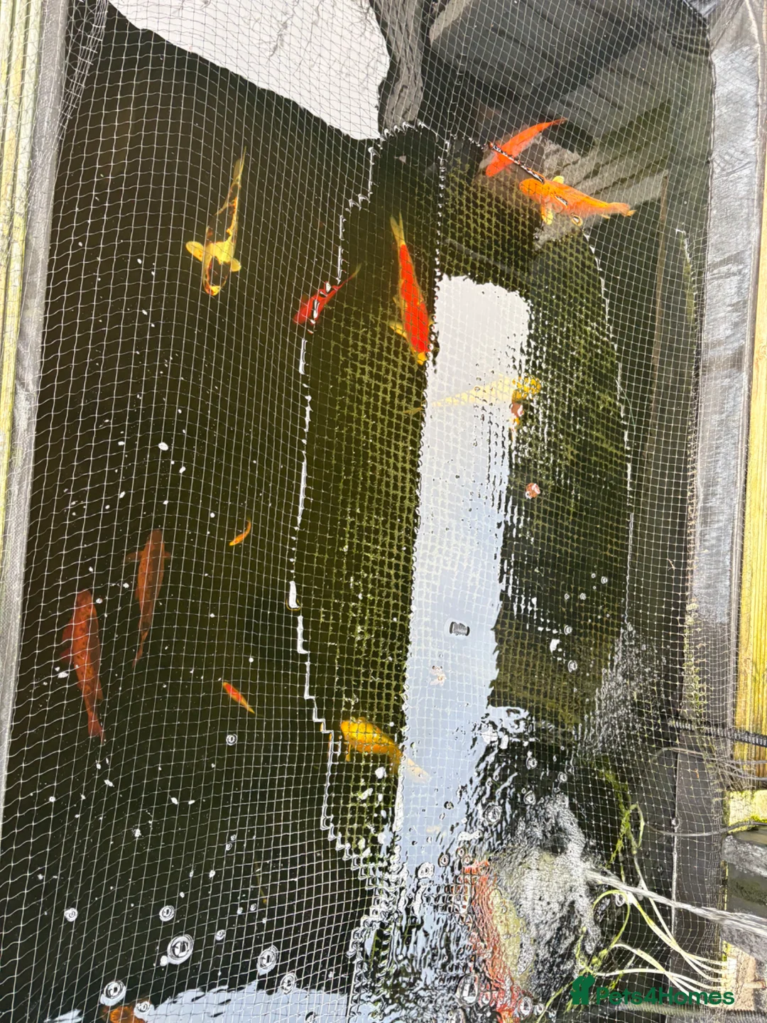 Koi Carp fish for sale: Koi for sale in Walsall - Advert 2