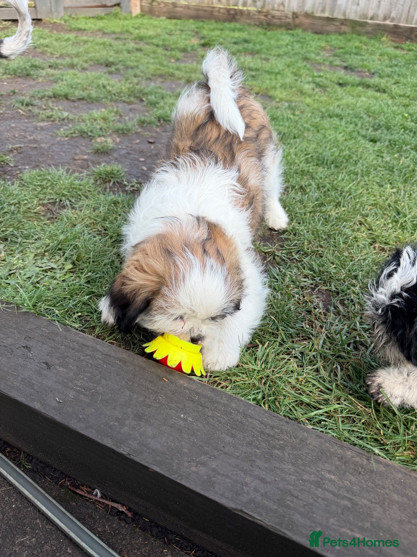 Shih Tzu dogs Shih Tzu  - Advert 11