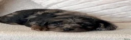 Cockapoo dogs for sale: Beautiful Cockapoo puppies  - Advert 7