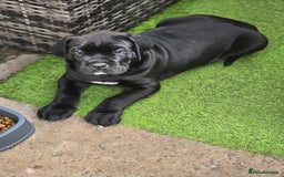 Cane Corso dogs for sale: Cane corso puppies  - Image 1