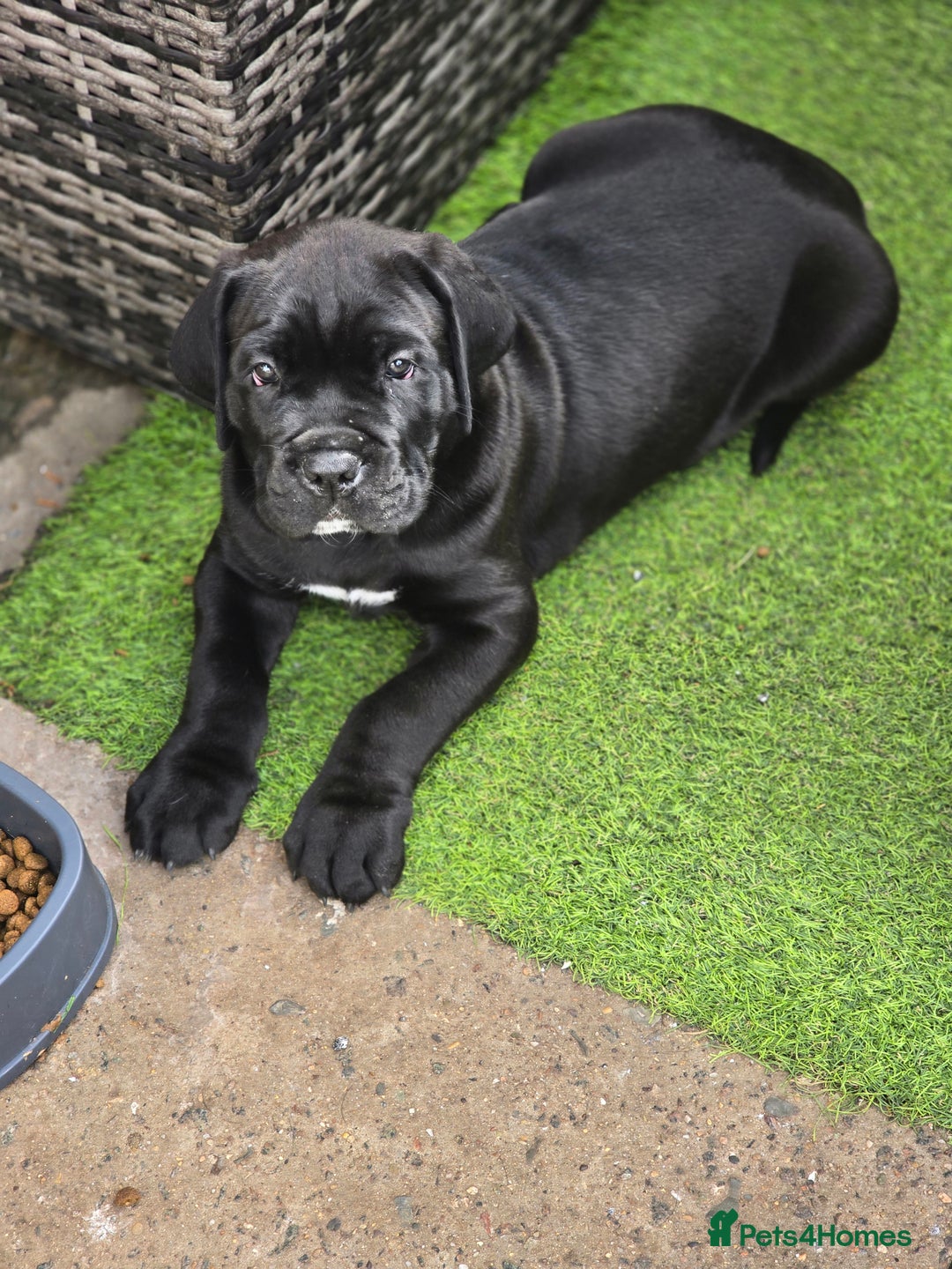 Cane Corso dogs for sale: Cane corso puppies  - Image 1