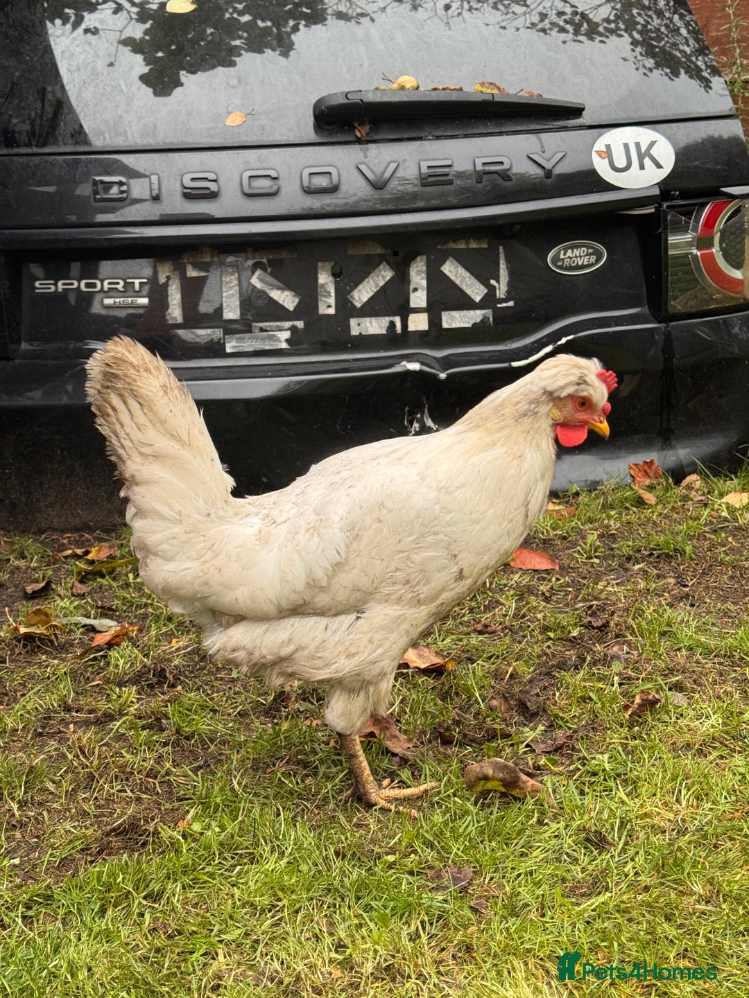 Chickens poultry for sale: x 8 Egg laying chickens  - Image 12