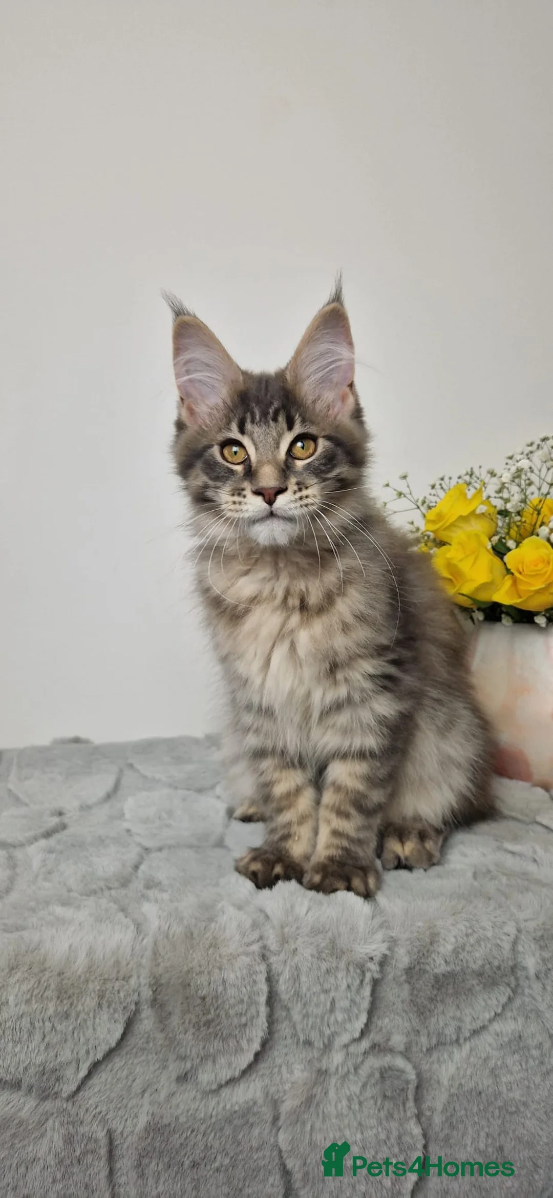 Maine Coon cats for sale:  READY TO GO TICA registered maine coon kittens - Advert 2