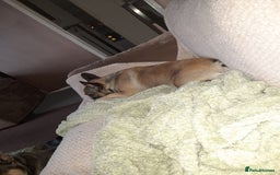 French Bulldog dogs for sale: Female frenchie - Image 1