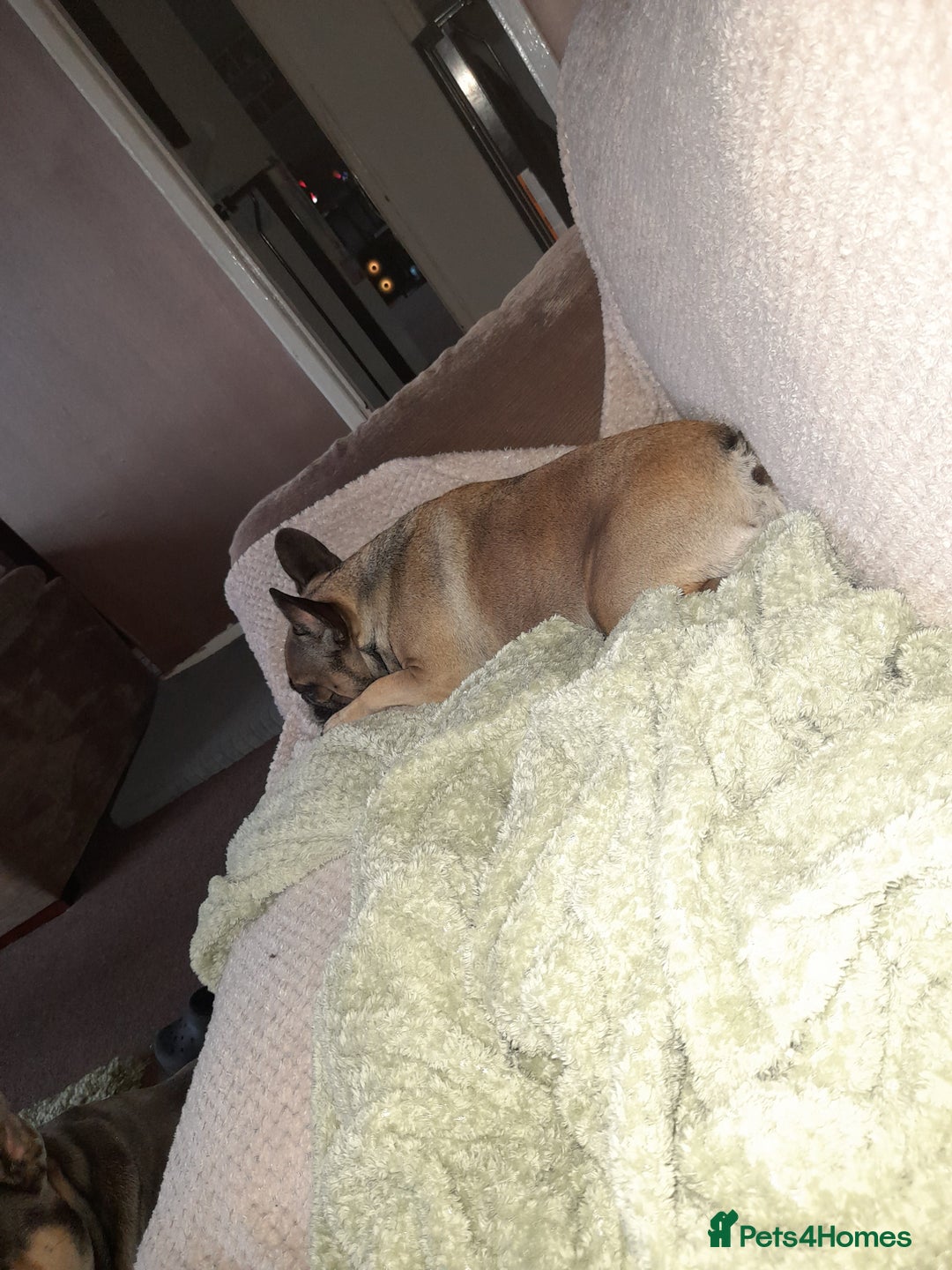 French Bulldog dogs for sale: Female frenchie - Image 1