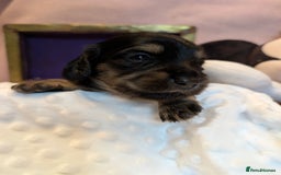 Miniature Dachshund dogs for sale:  Exquisite Long Coat Cream & Black & Tan Babies - Image 18