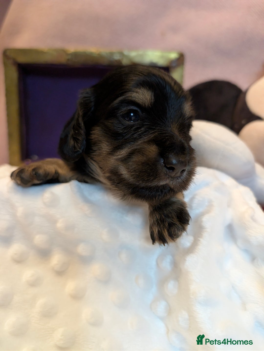 Miniature Dachshund dogs for sale:  Exquisite Long Coat Cream & Black & Tan Babies - Image 18