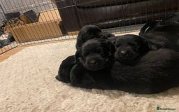 Labrador Retriever dogs for sale: 10 Beautiful black Labrador puppies - Image 8