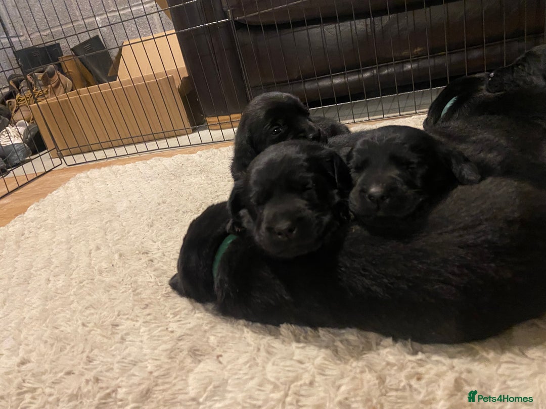 Labrador Retriever dogs for sale: 10 Beautiful black Labrador puppies - Image 8