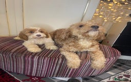 Cavapoo dogs for sale: F1 Cavapoo puppies - Advert 3