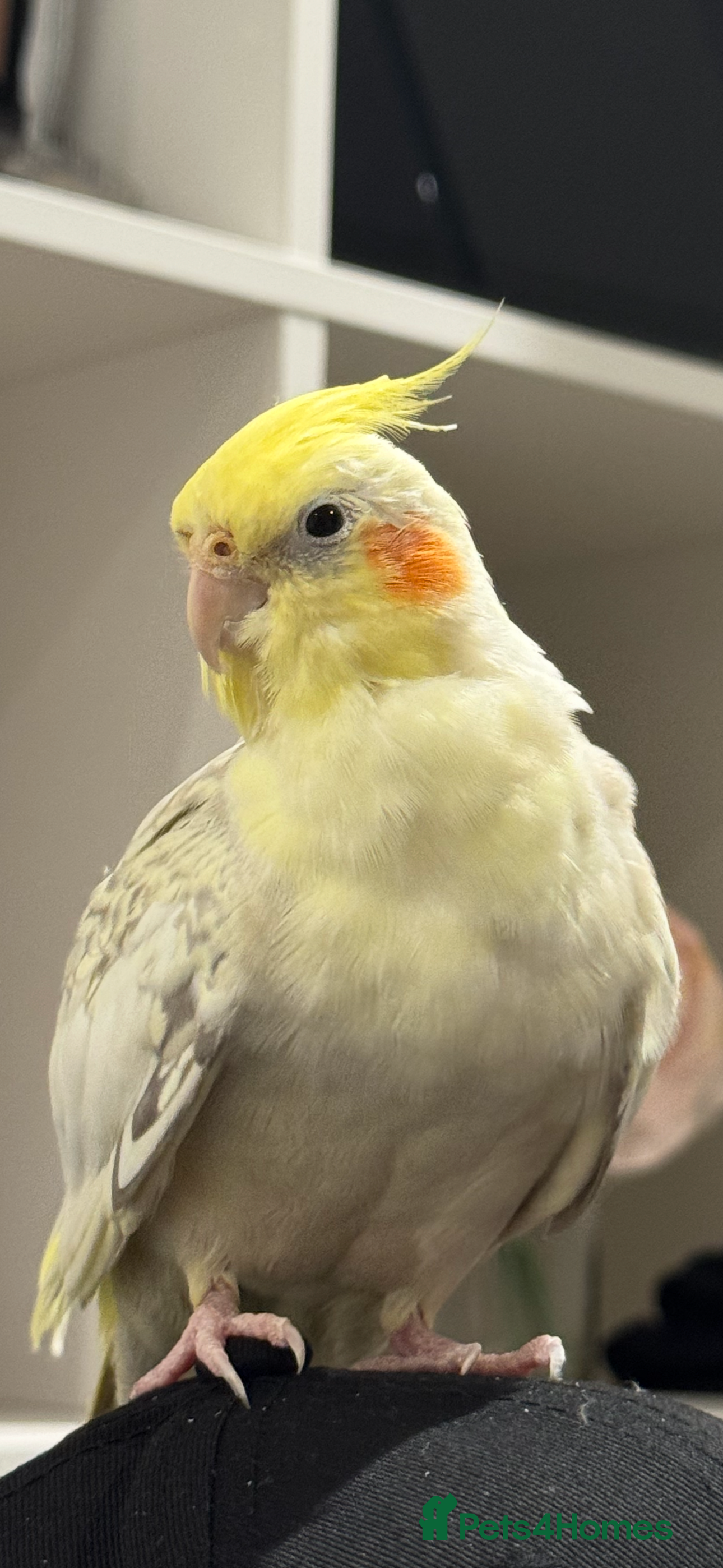 Cockatiels birds Very lovely bird in Hounslow - Advert 5