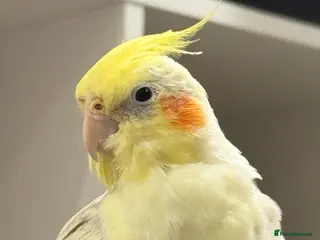 Cockatiels birds Very lovely bird in Hounslow - Advert 5