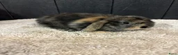 Mini Lop rabbits for sale: Stunning bunnies  - Advert 2