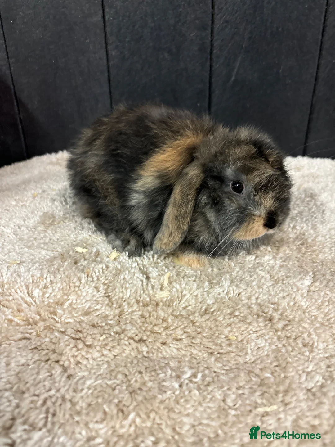 Mini Lop rabbits for sale: Stunning bunnies  - Advert 2