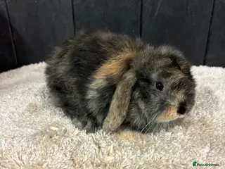 Mini Lop rabbits Stunning bunnies - Advert 6